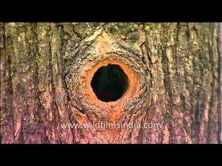 Himalayan Barbet cleaning its nest hole