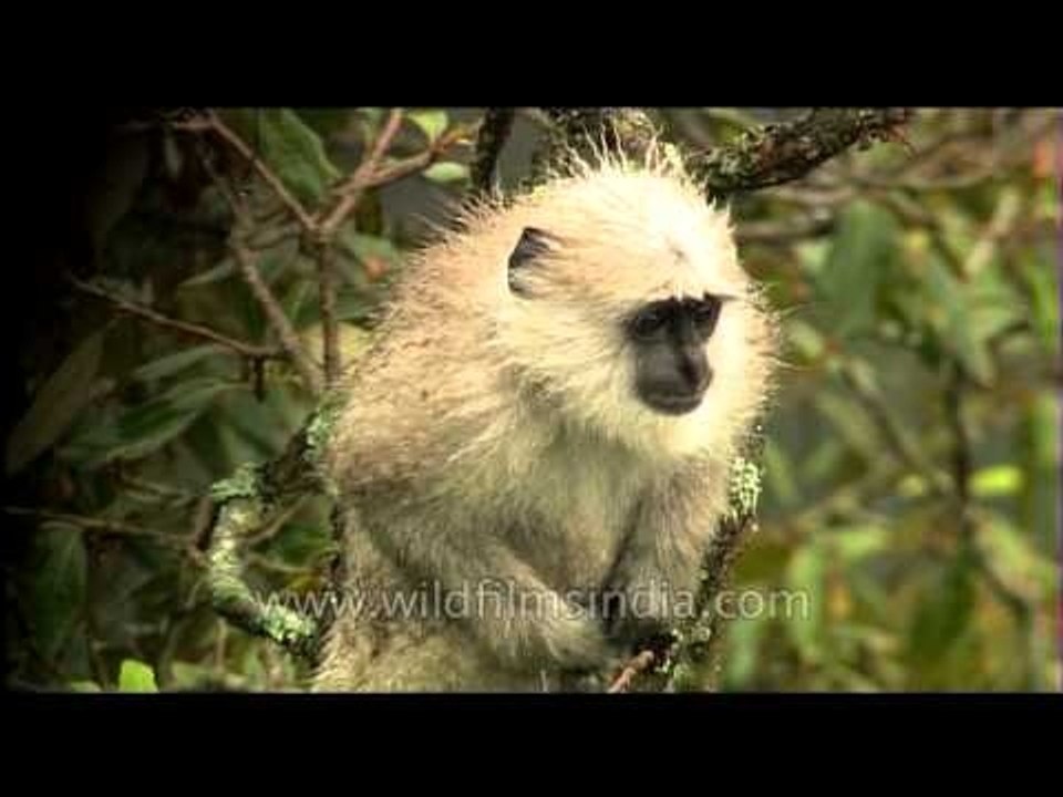 Langur in natural habitat