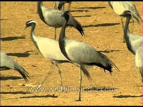 Flocks of the Demoiselle Cranes at Khichan, Rajasthan