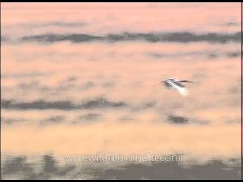Black-necked Storks fly over Dhikala Chaur