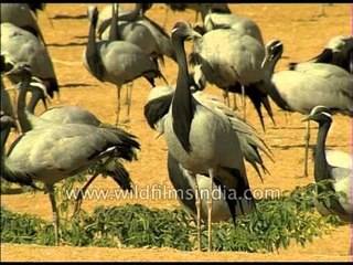 Flocks of Demoiselle Crane