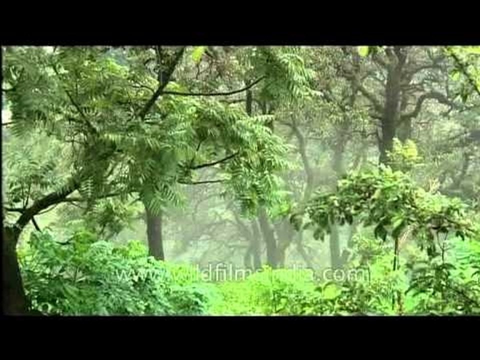 Rain washed plants in Mussoorie