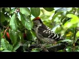 Brown-fronted Woodpecker eating plums