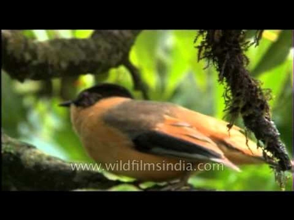 Black-capped Sibia