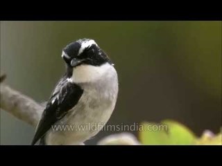 Grey Bushchat male in Landour, Mussoorie