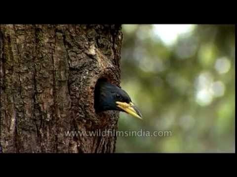 Himalayan Barbet in Landour, Mussoorie
