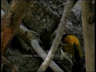 Black-rumped Flameback (Dinopium benghalense)