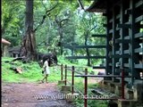 Elephant Training Center in Kodanad - Where they tame the giants!