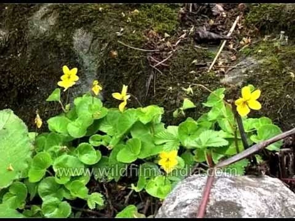 Himalayan bouquet: Marsh Marigold, Senecio, yellow violets and Primula reptans