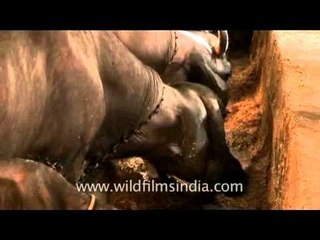 Buffaloes having their meals obediently!