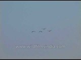 Flocks of different aquatic birds