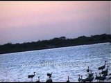Aquatic birds flying back to their flock at dusk