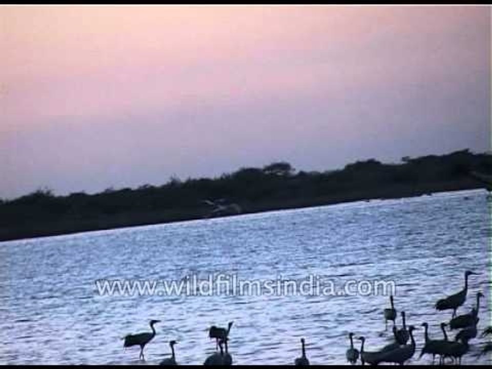 Aquatic birds flying back to their flock at dusk