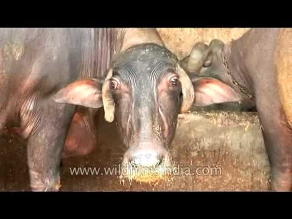 Dairy farm in New Delhi
