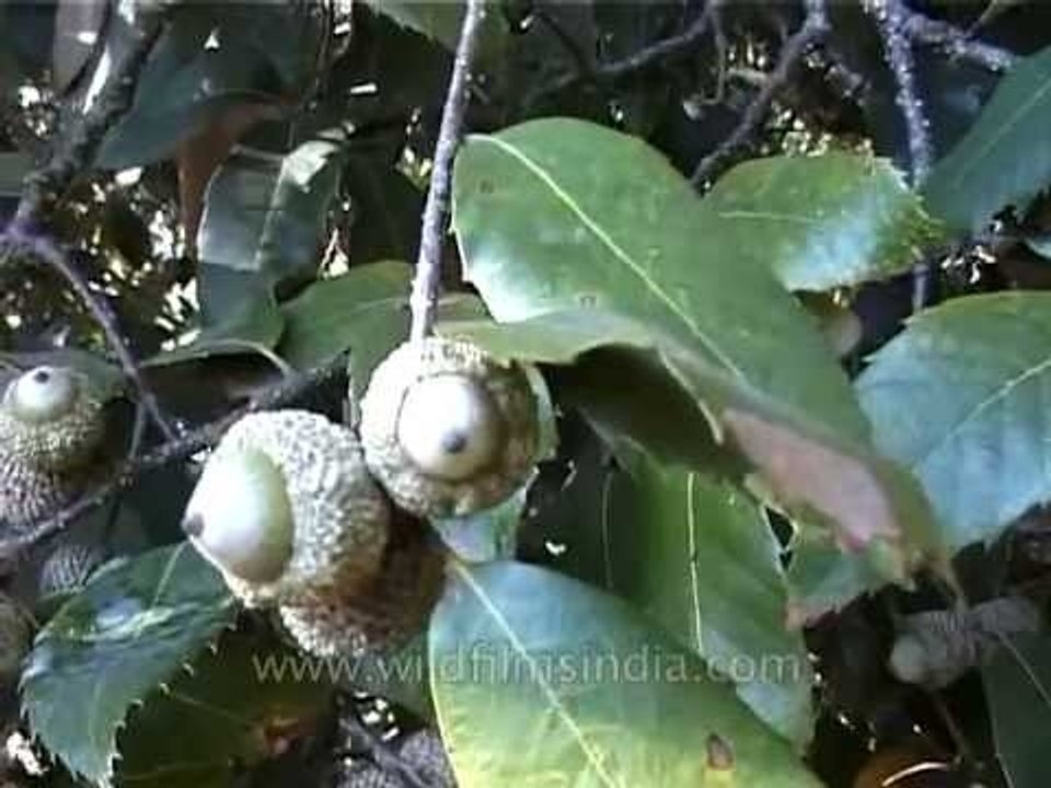 Quercus incana oak tree, with acorns, in Garhwal