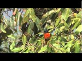 Scarlet Minivet looks brilliant on an oak tree