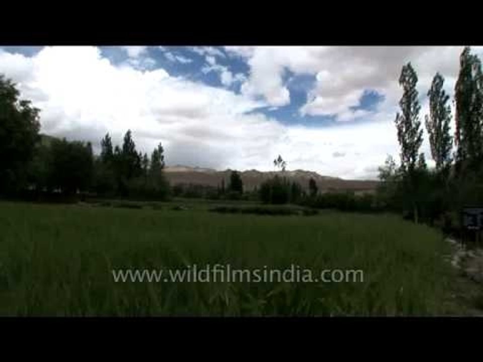 An old Ladakhi woman in her agricultural field