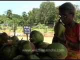 Old women drinking fresh coconut water in Orissa