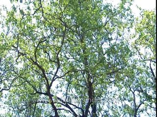 Flora of Corbett National Park, Uttaranchal