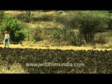 Stretches of fields of Pangaon village in Solapur, Maharashtra
