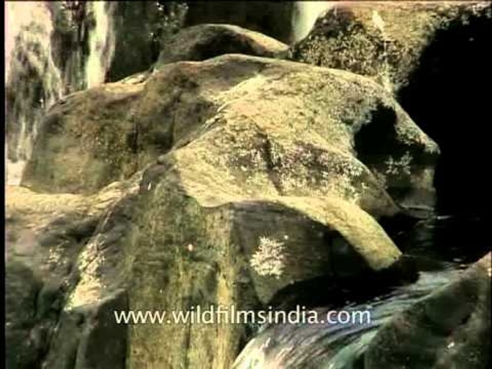 Water cascading down rocks in Perunthenaruvi Waterfall, Kerala