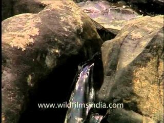 Strong water currents of Perunthenaruvi waterfall gushing through gorges!