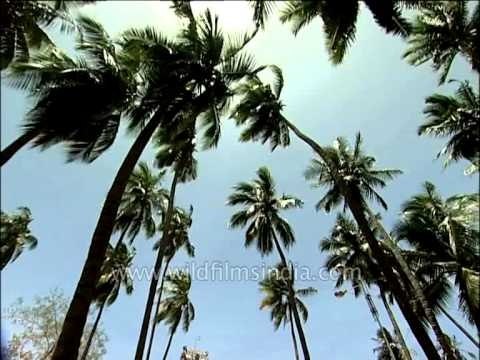 Attukal Bhagirathy temple of Trivandrum: Temples of the South