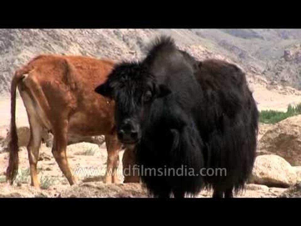 Female yak and cows