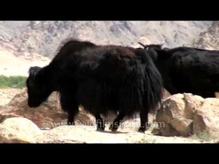 Herd of yaks and cows in the foot hills of Himalayas