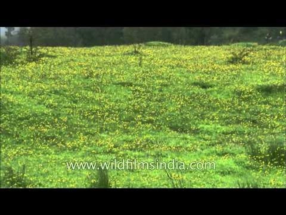 Yellow carpet of Smithia hirsuta at Kaas valley