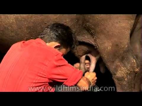 Milking buffalo by hand is not a difficult task