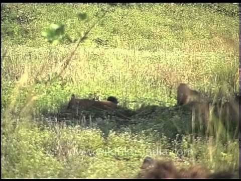 Asiatic wild dog or Dhole (Cuon alpinus)