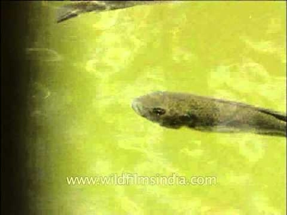 Fishes in water