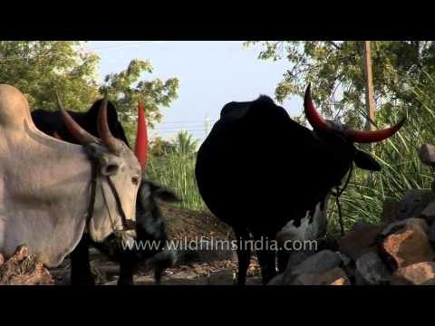 Trio of Indian bulls with coloured horns