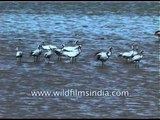 Flamingos in India