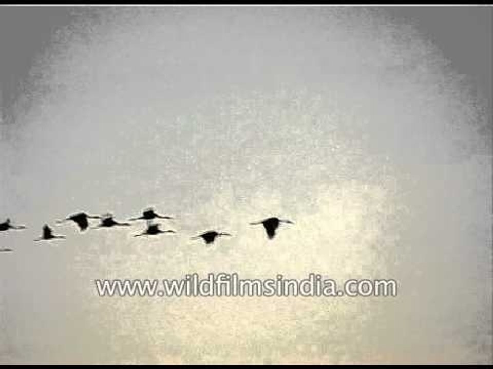Spectacular sight of birds flying in a single line in the evening sky