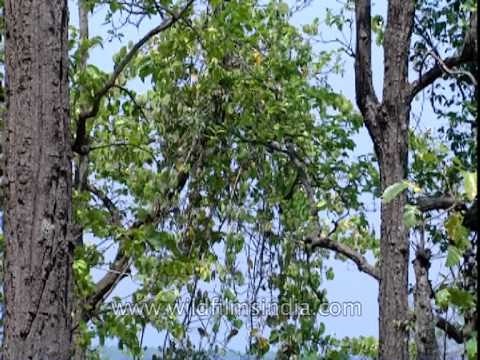 The oldest national park of India - Jim Corbett national park