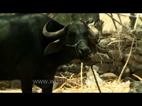 A bull chewing cud