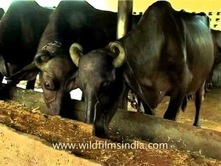 Buffalo dairy farm in Delhi, India