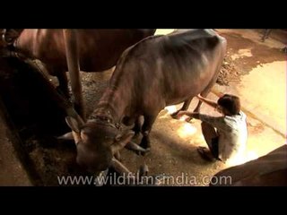 Managing a buffalo farm in Delhi, India