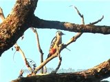 Himalayan Pied Woodpecker in the Himalaya