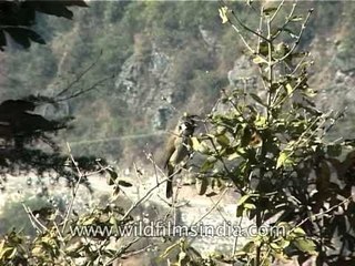 Himalayan Bulbul perched on a branch
