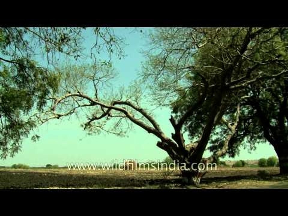 Acres of ploughed land in Solapur, Maharastra