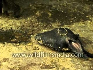 Flies swarn on the severed head of a buffalo, placed there for mother to lactate
