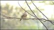 Spotted Dove perched on slender branches