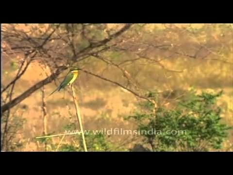 Blue-cheeked Bee-eater on a branch