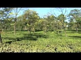 Tea Gardens of Arunachal Pradesh 🌱