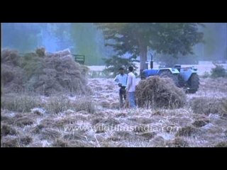 After the harvest: Indian farmers load wheat onto tractors