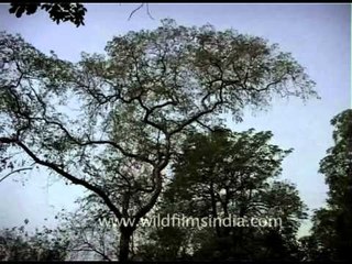 DVD-170-Flora-Trees-13-1