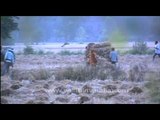 Farm hands load wheat onto tractor in fields of Uttar Pradesh